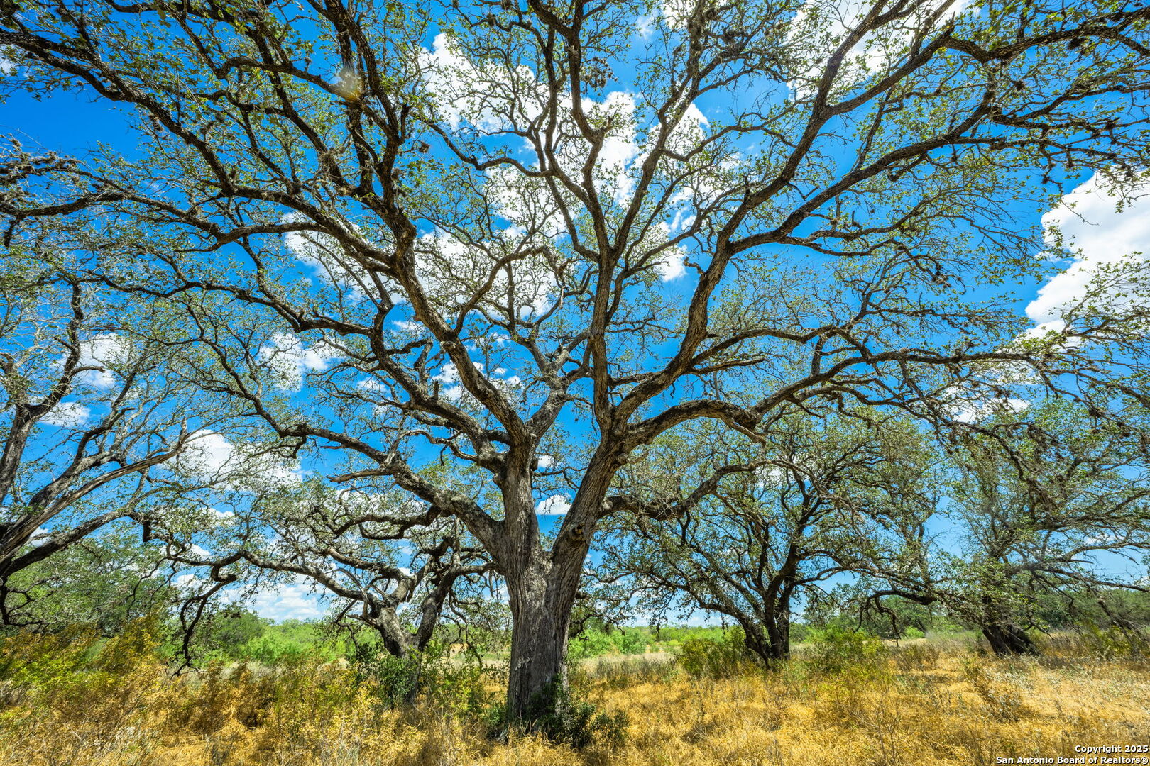 1700 Bruce Road Poteet, TX 78065 - Photo 32 of 46 a picture of tree