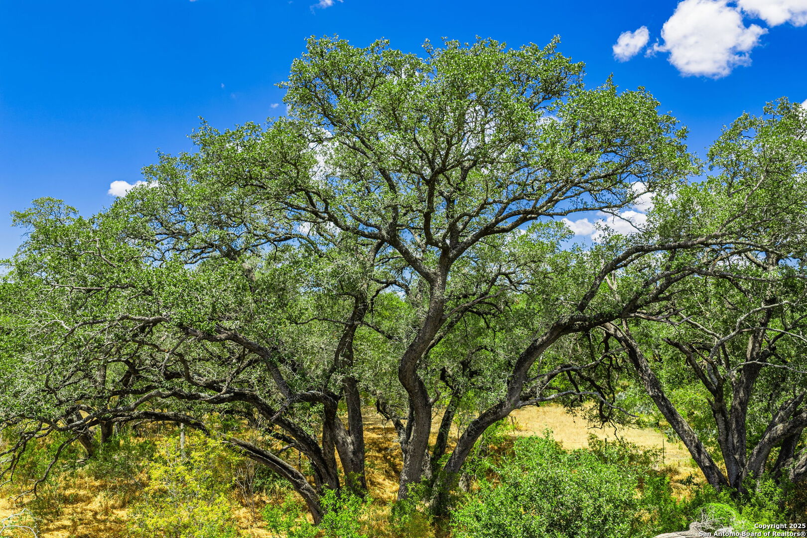 1700 Bruce Road Poteet, TX 78065 - Photo 9 of 46 a view of a tree in a yard