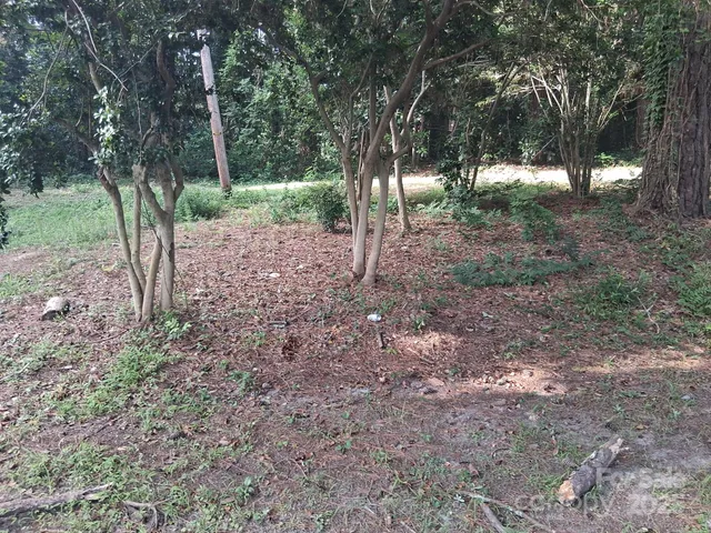 a view of a forest with trees in the background