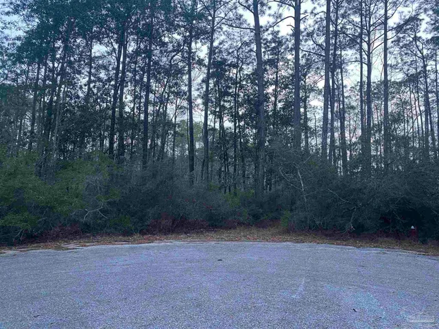 a view of a forest with trees