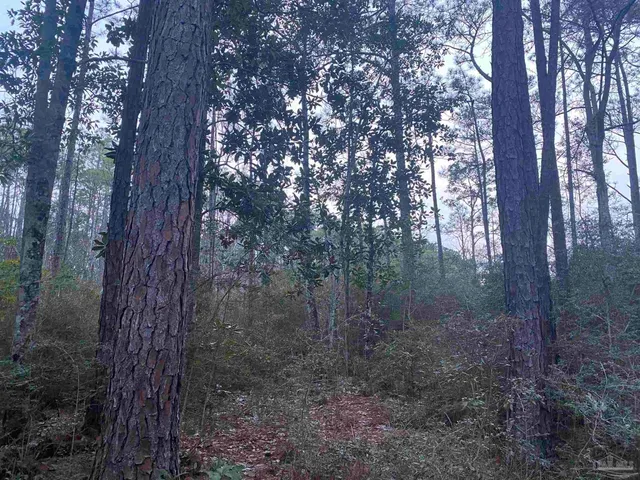 a view of a forest that has large trees