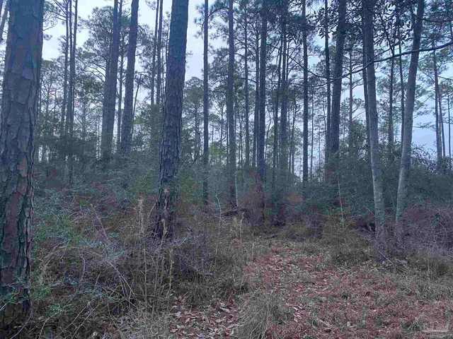 a view of a forest with trees in the background