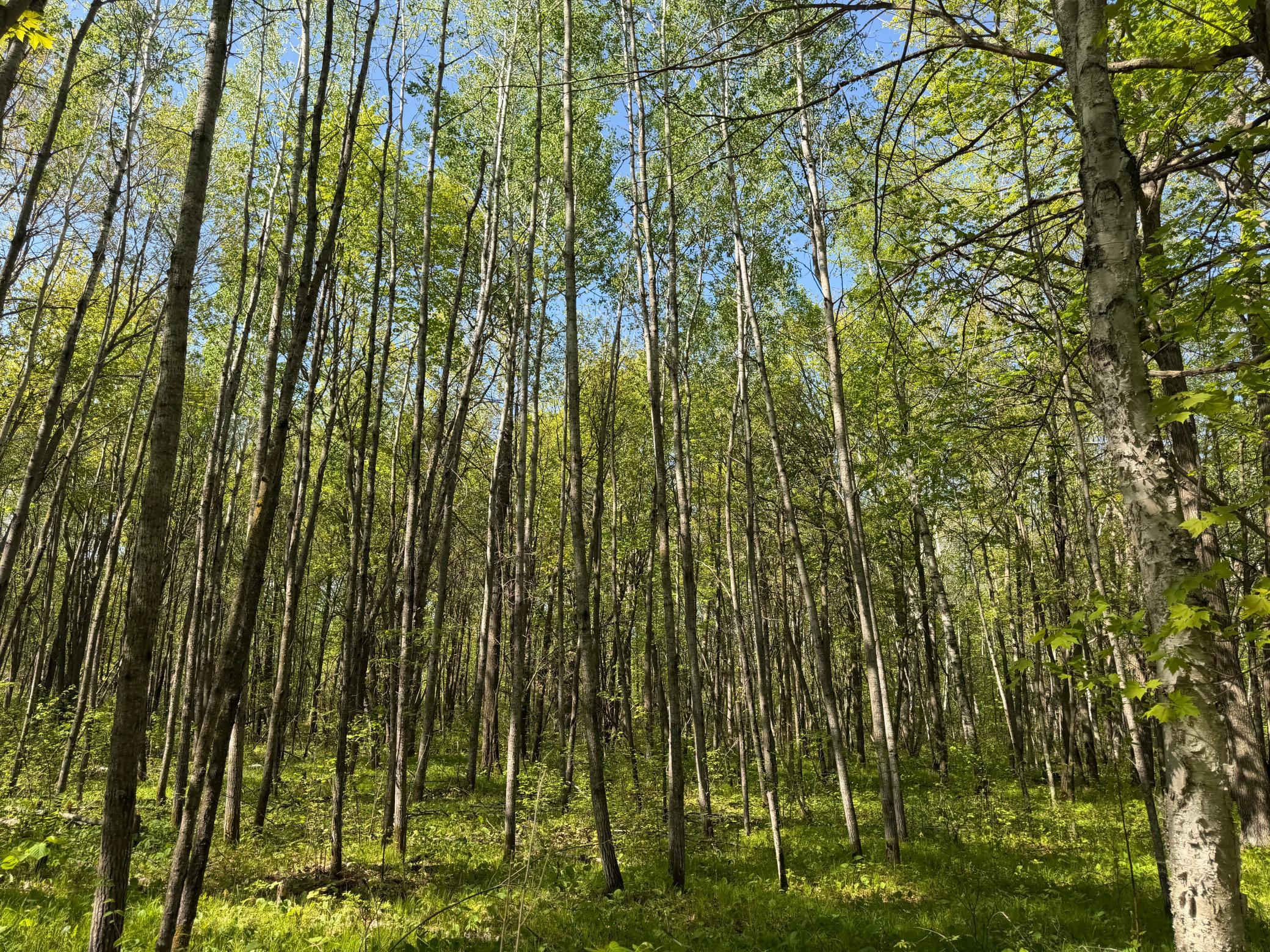 14 Sebeka Mn 56477 Sebeka, MN 56477 - Photo 52 of 79