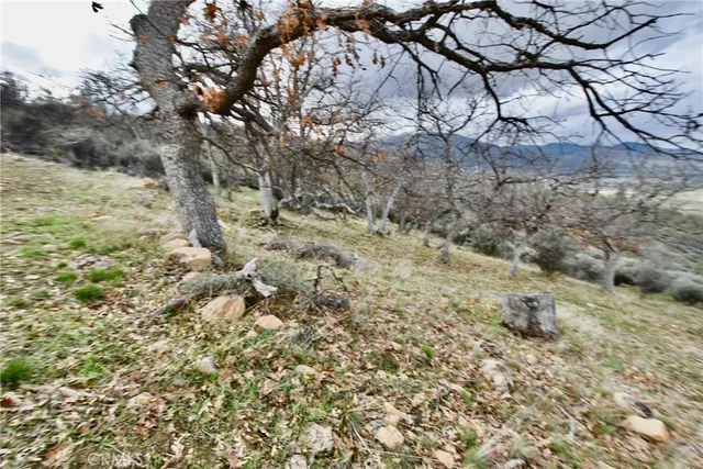 a view of a garden with plants and large trees