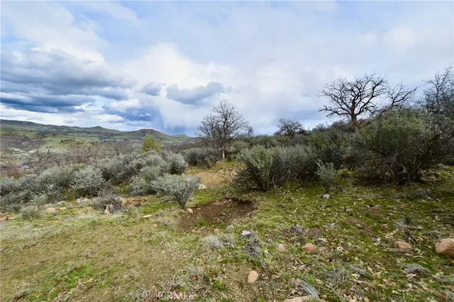 a view of a yard with a tree