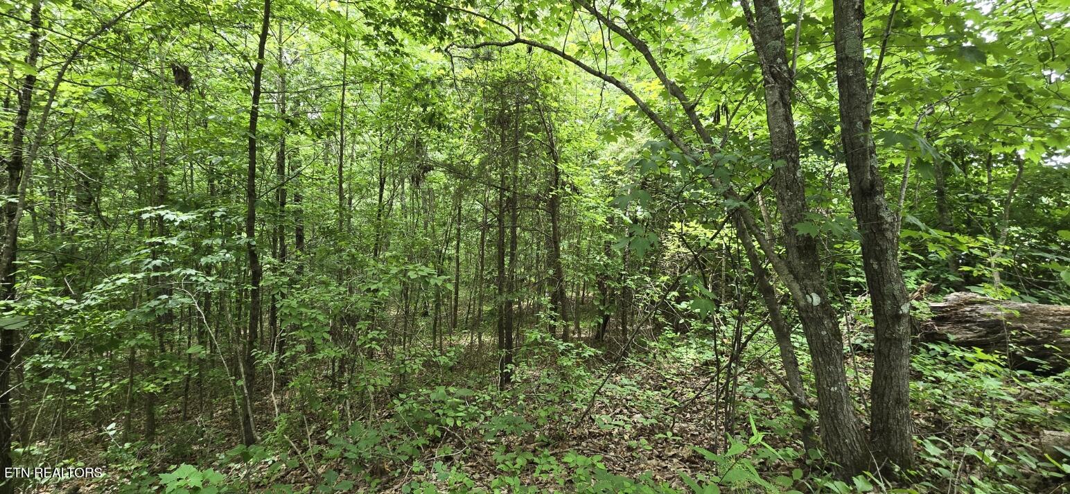 Lot 48-49 Bear Creek Road Oneida, TN 37841 - Photo 12 of 16 20260612_142850