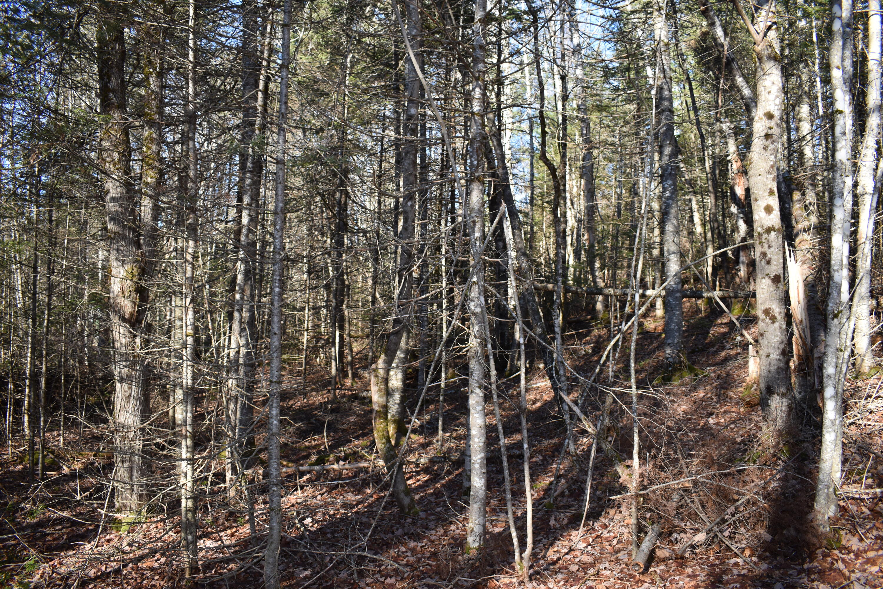 Lot 21-11 Moores Road Springfield, ME 04487 - Photo 15 of 17 DSC_0382