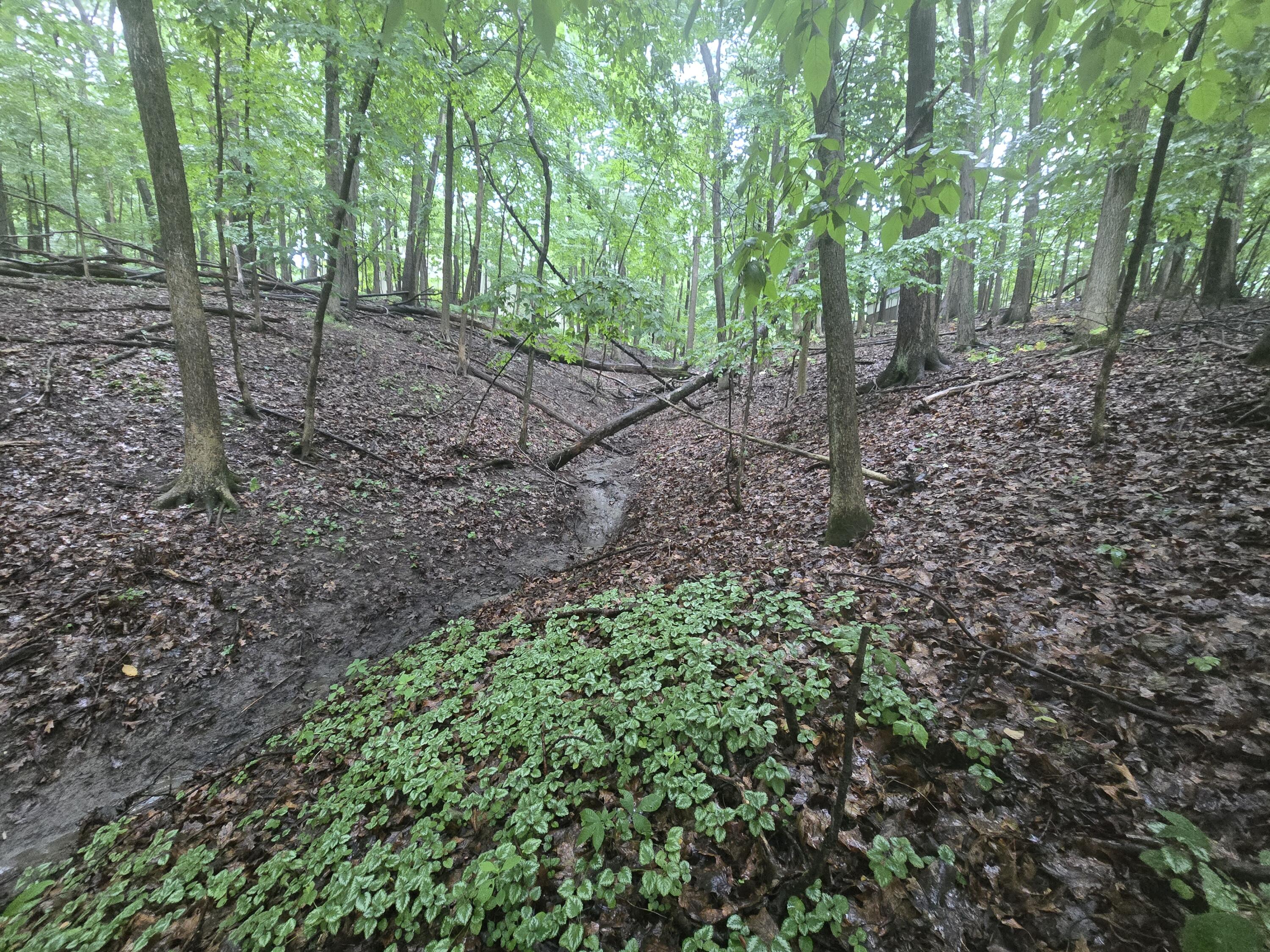 464 Roxbury Road Valparaiso, IN 46385 - Photo 2 of 5 a view of a forest filled with trees