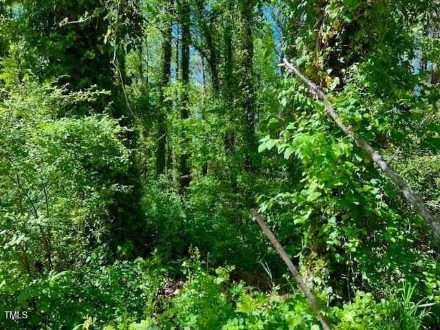 a view of a lush green forest