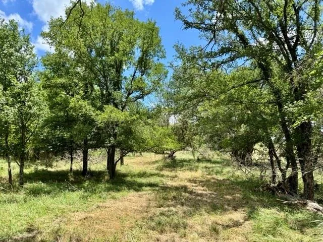 a view of a yard with large trees