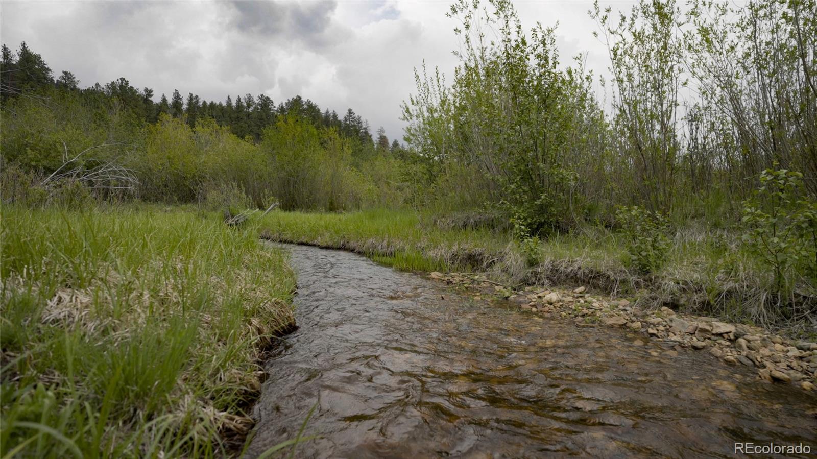 Upper Bear Creek Road Evergreen, CO 80439 - Photo 19 of 31 a view of a lush green forest with lots of trees