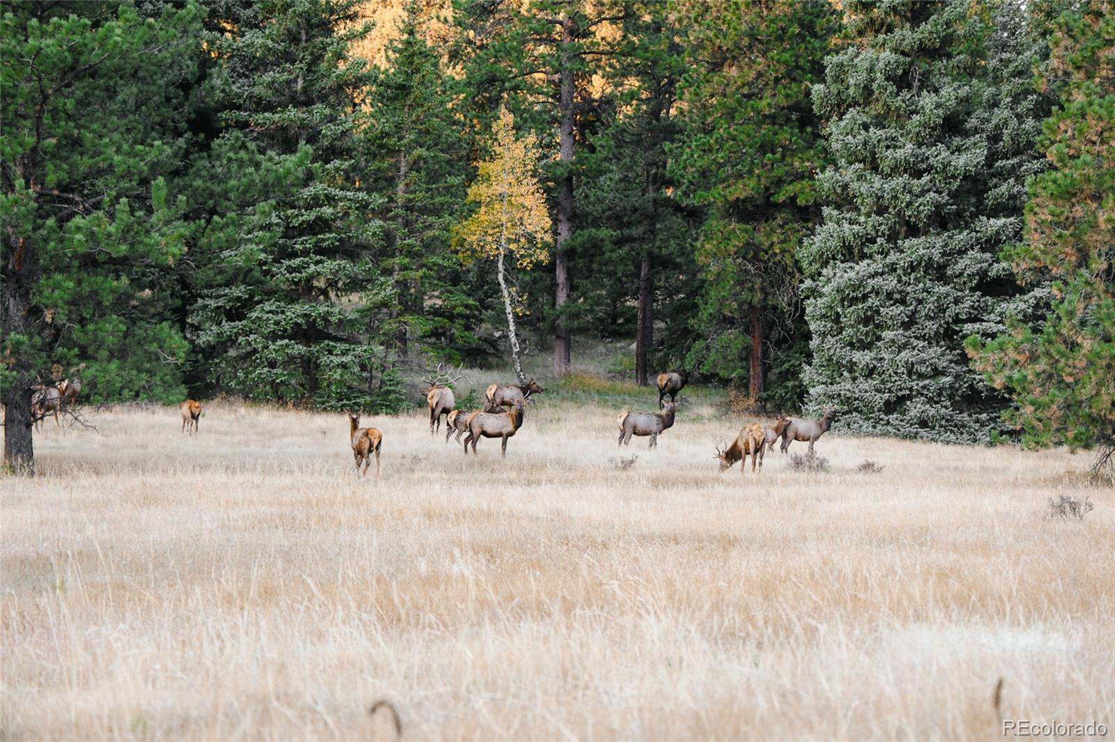 Upper Bear Creek Road Evergreen, CO 80439 - Photo 2 of 31 a view of a yard with a tree