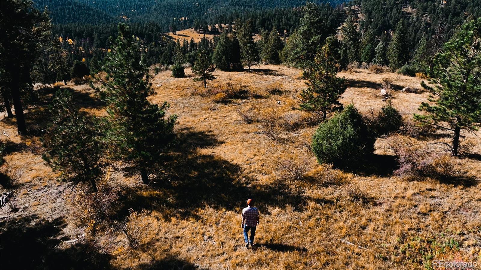 Upper Bear Creek Road Evergreen, CO 80439 - Photo 29 of 31 a view of large tree with yard