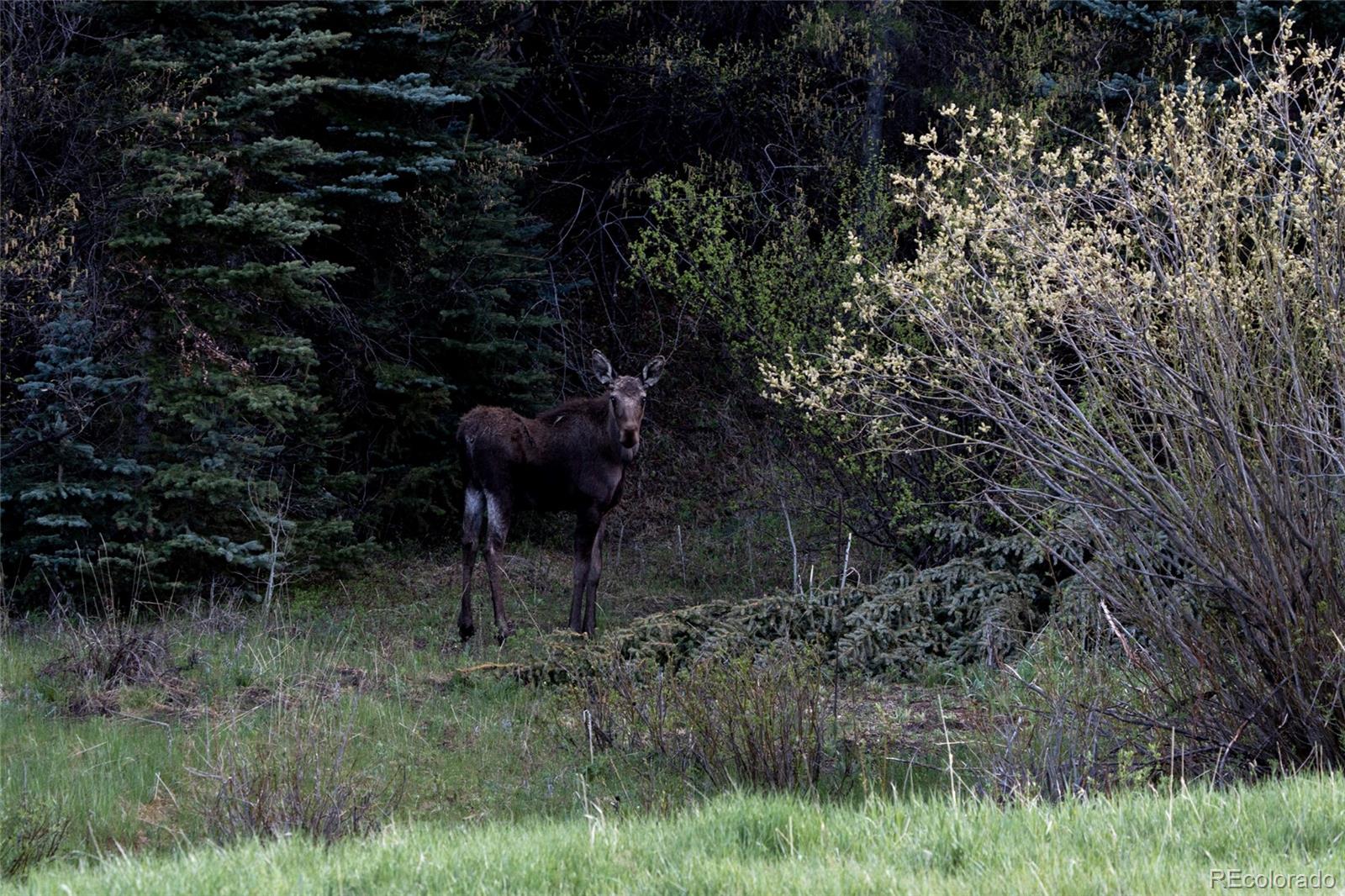 Upper Bear Creek Road Evergreen, CO 80439 - Photo 6 of 31 a view of a lush green forest