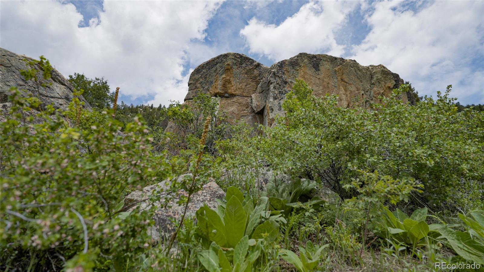Upper Bear Creek Road Evergreen, CO 80439 - Photo 8 of 31 a view of a large yard with lots of bushes