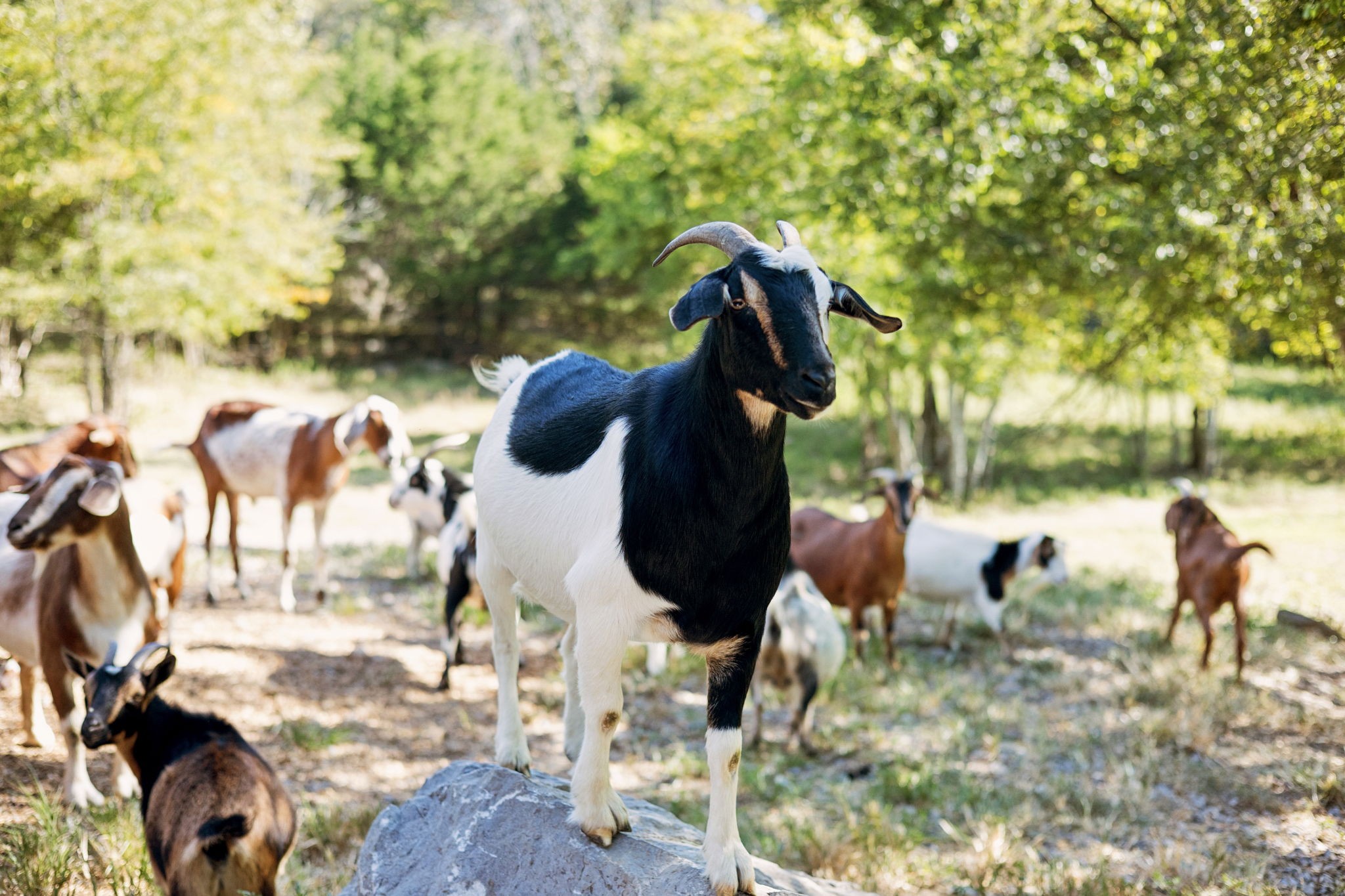 274 Callis Road Lebanon, TN 37090 - Photo 47 of 62