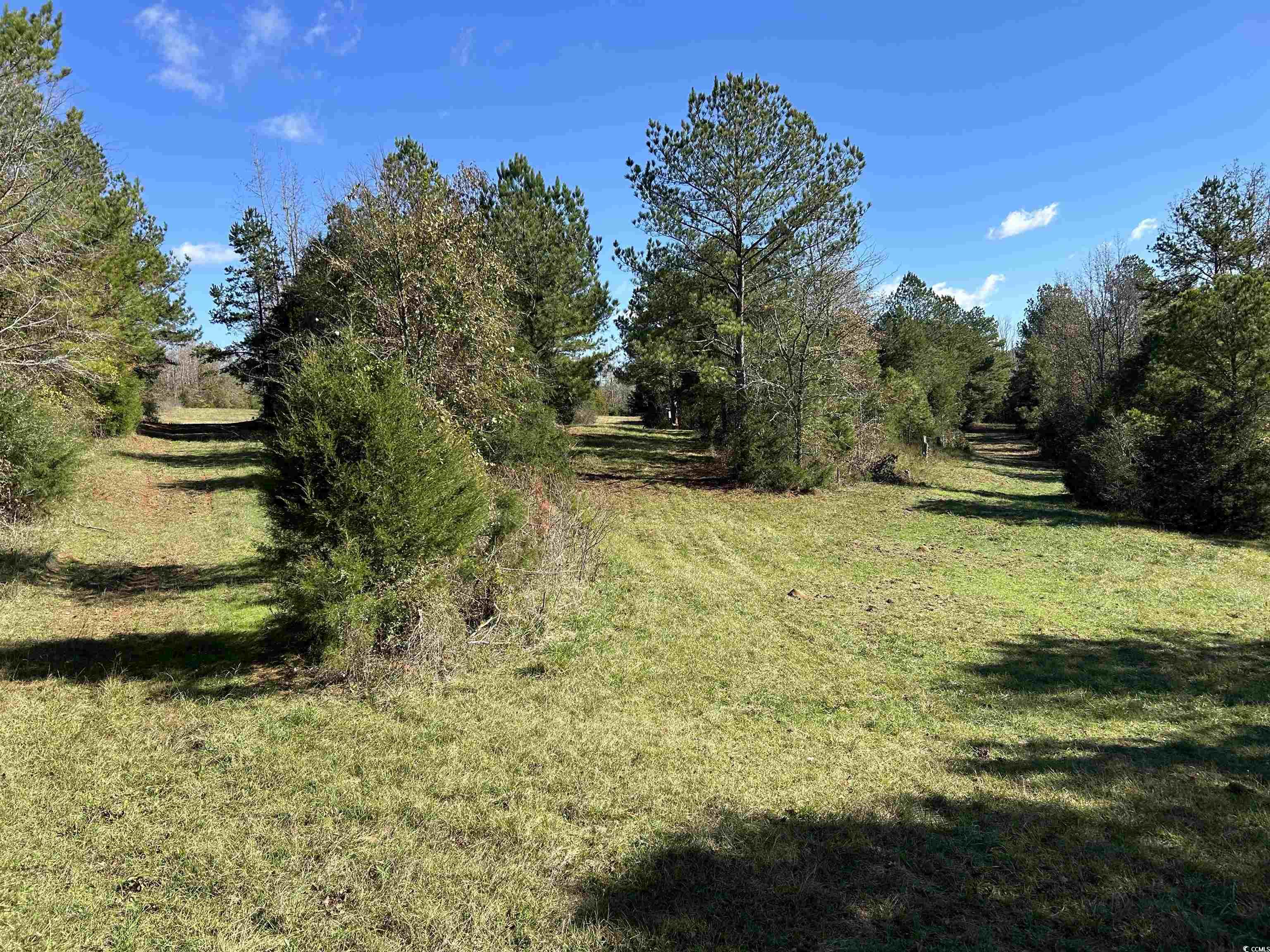 Tbd River Fork Road Waterloo, SC 29384 - Photo 11 of 30 View of green lawn