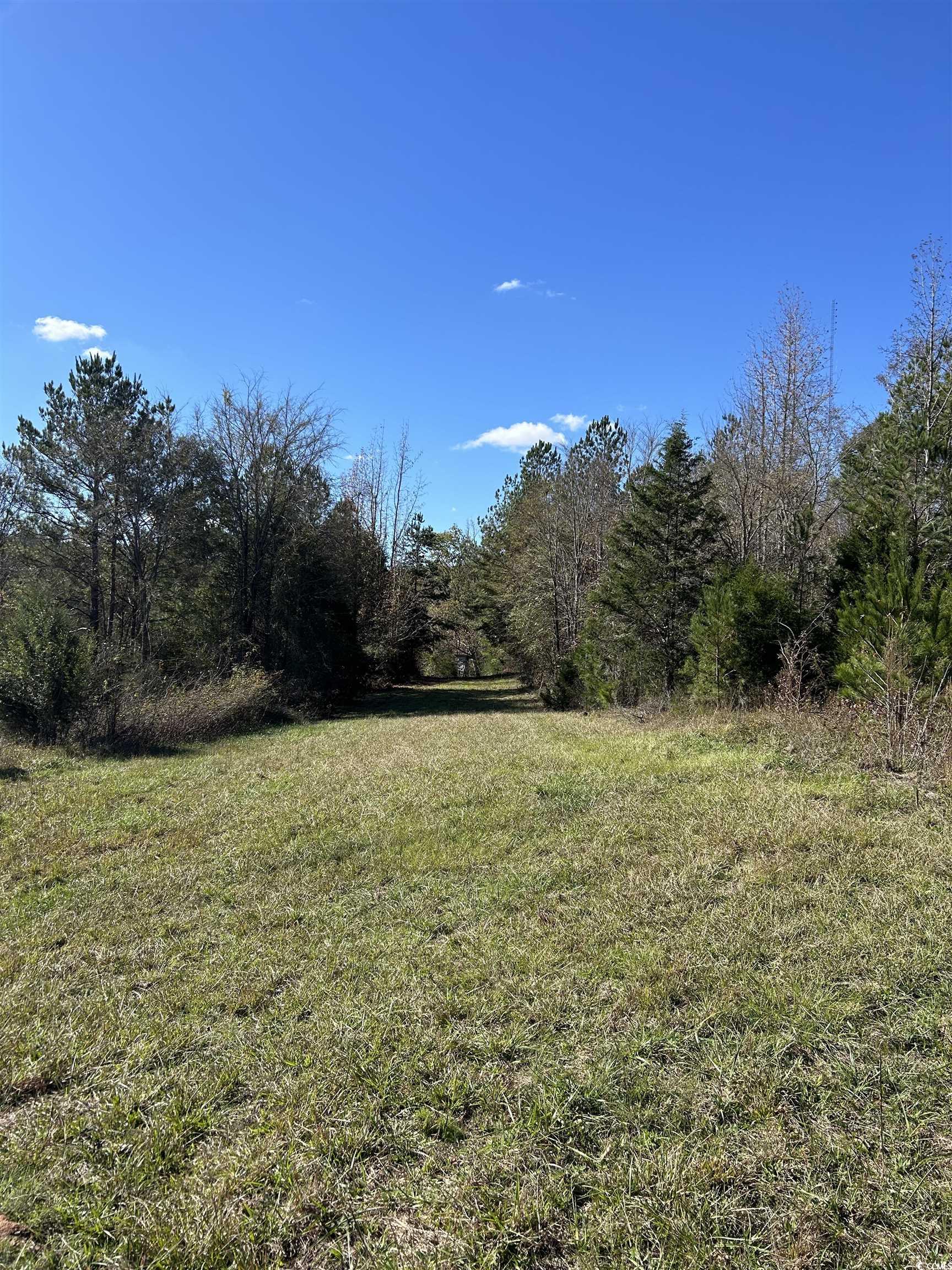Tbd River Fork Road Waterloo, SC 29384 - Photo 15 of 30 View of grassy yard with a forest view