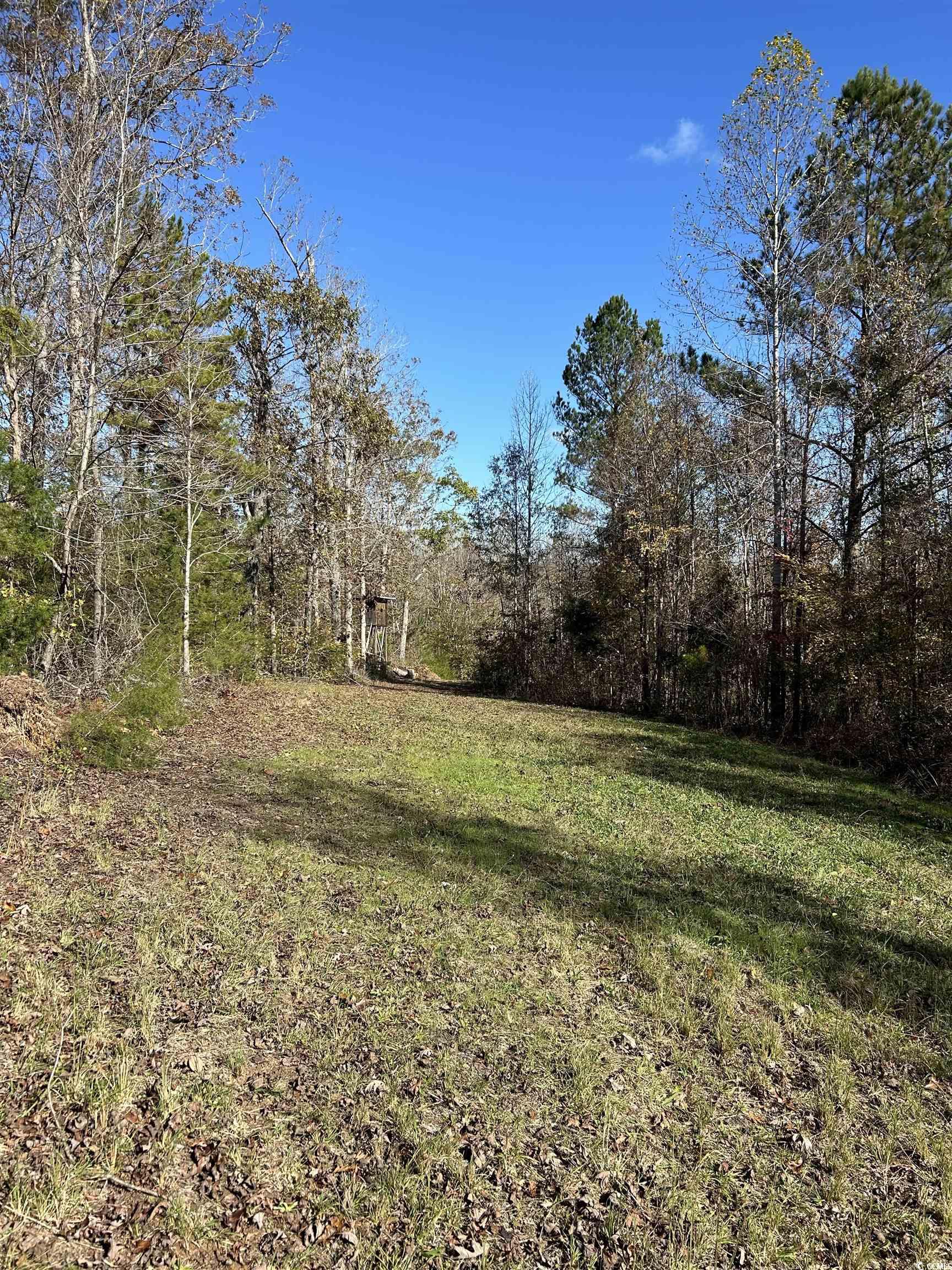Tbd River Fork Road Waterloo, SC 29384 - Photo 17 of 30 View of grassy yard
