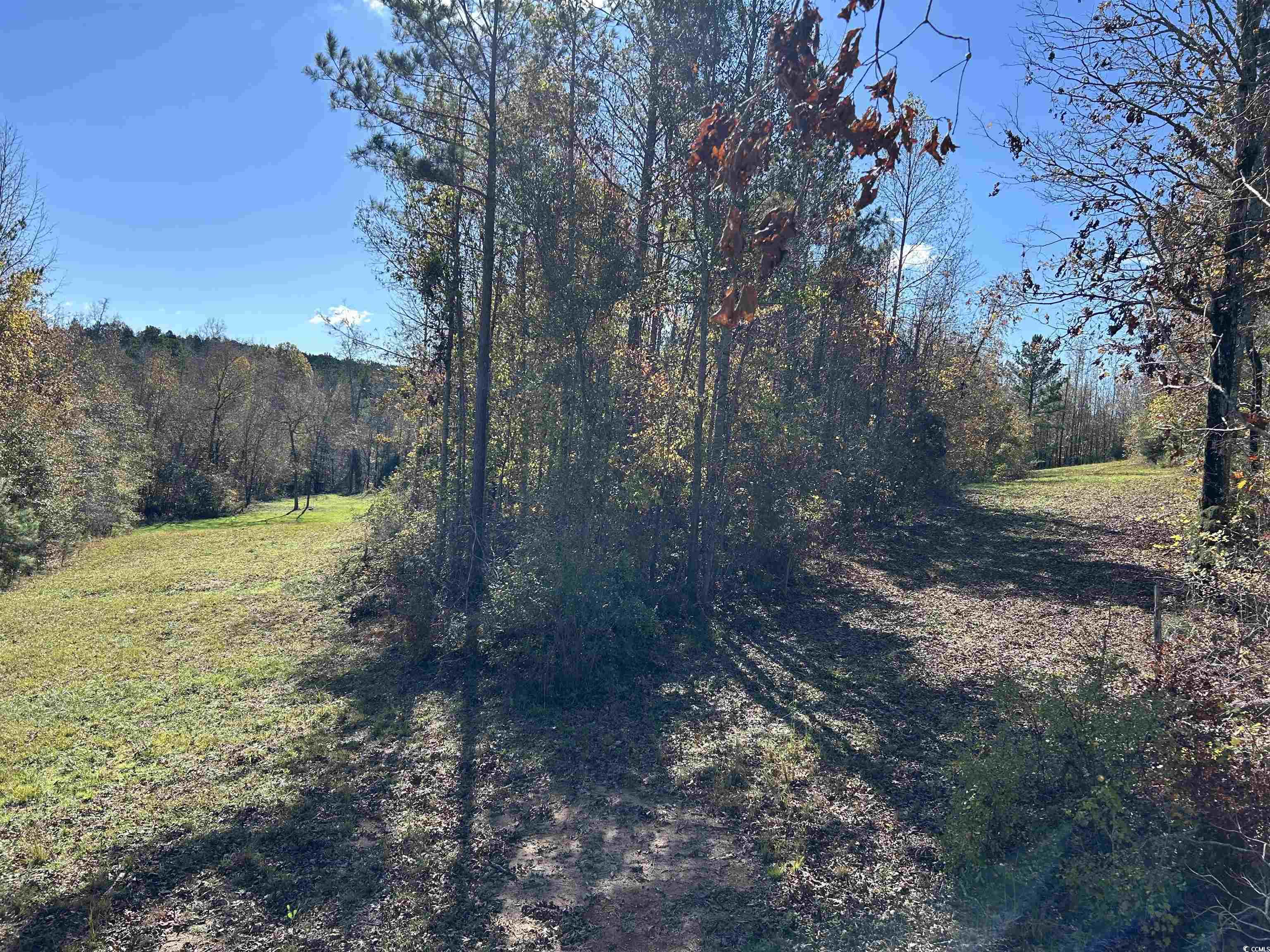 Tbd River Fork Road Waterloo, SC 29384 - Photo 18 of 30 View of yard featuring a wooded view