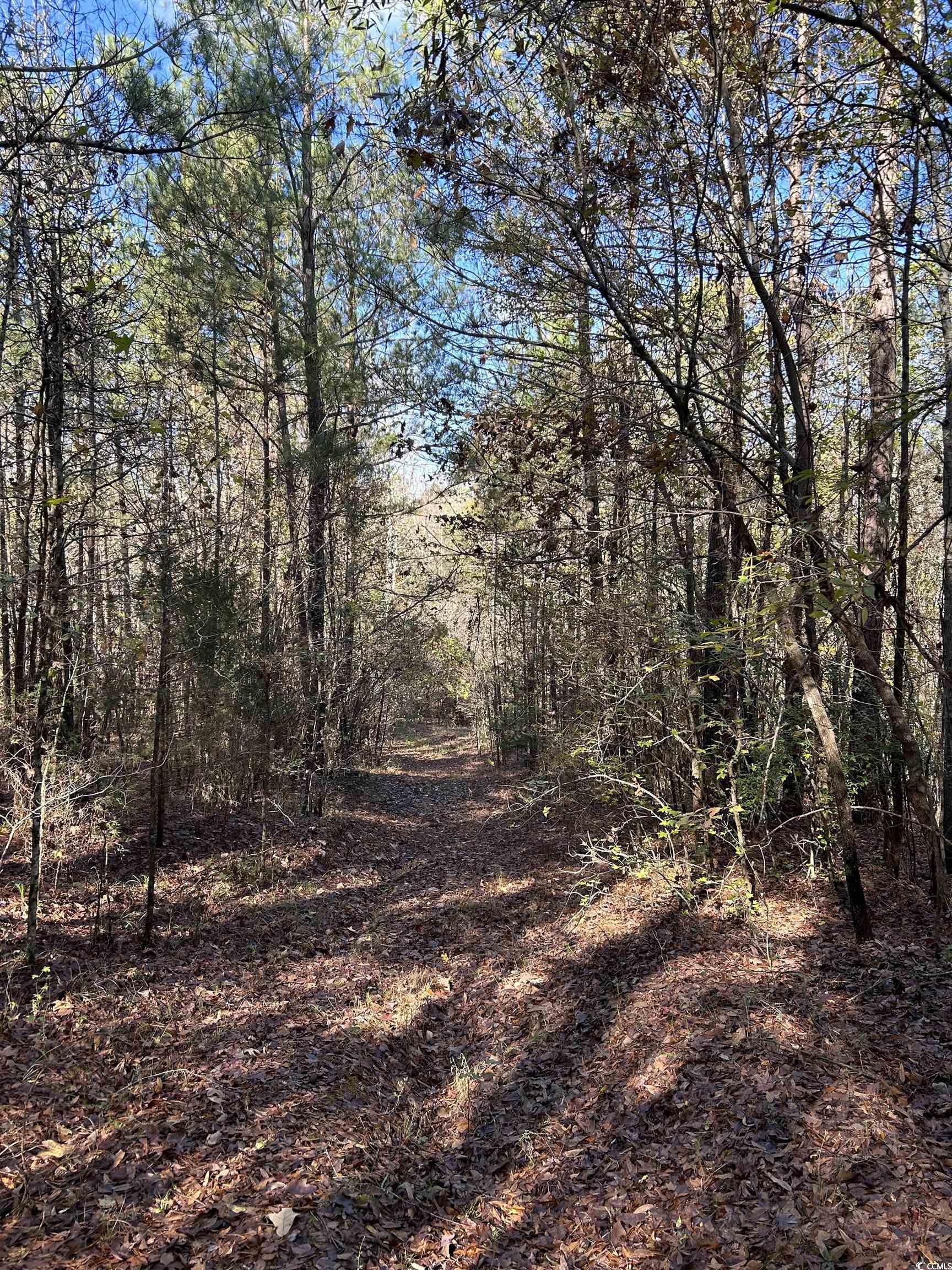 Tbd River Fork Road Waterloo, SC 29384 - Photo 2 of 30 View of undeveloped land