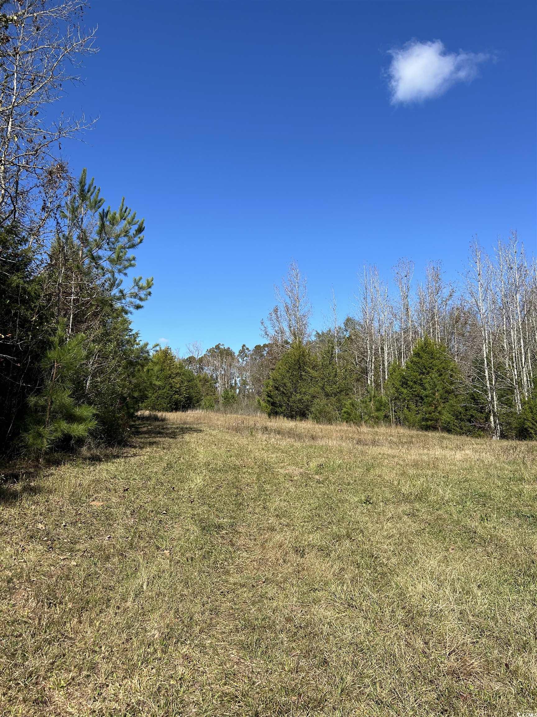 Tbd River Fork Road Waterloo, SC 29384 - Photo 22 of 30 View of undeveloped land