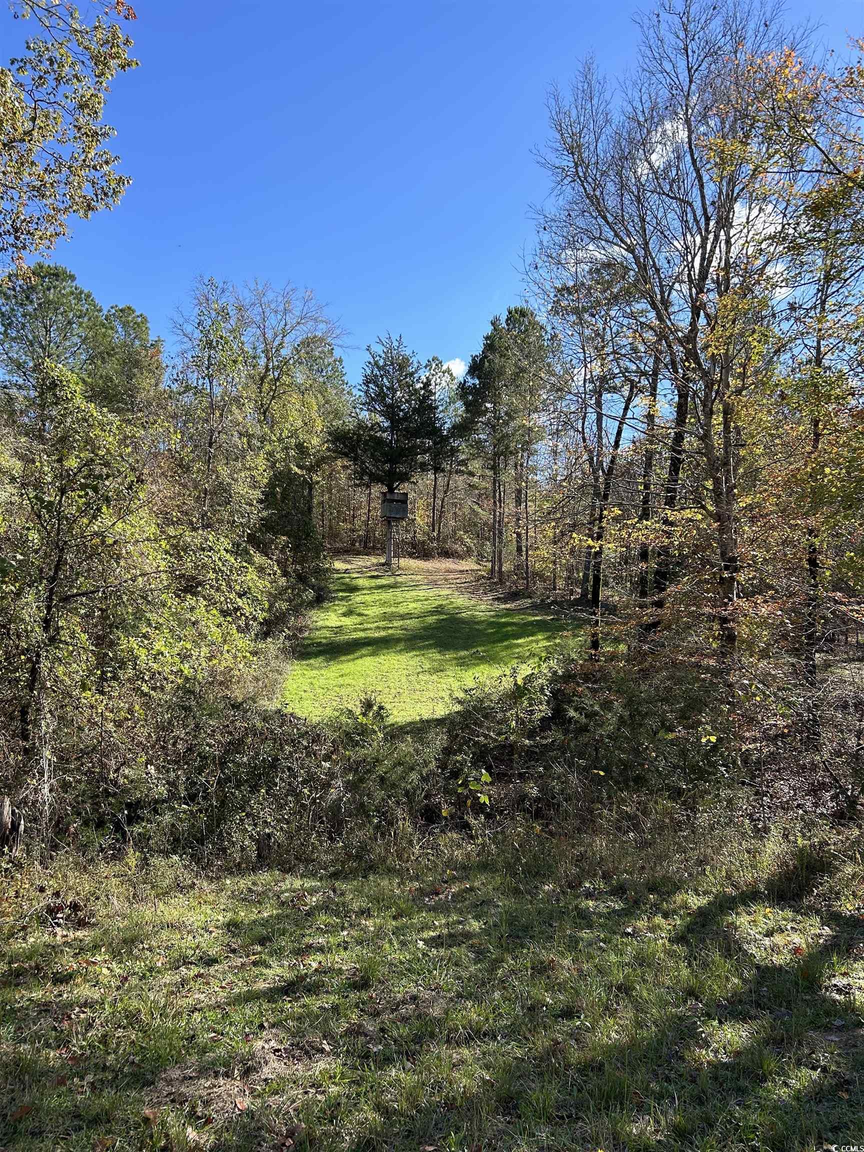 Tbd River Fork Road Waterloo, SC 29384 - Photo 23 of 30 View of grassy yard