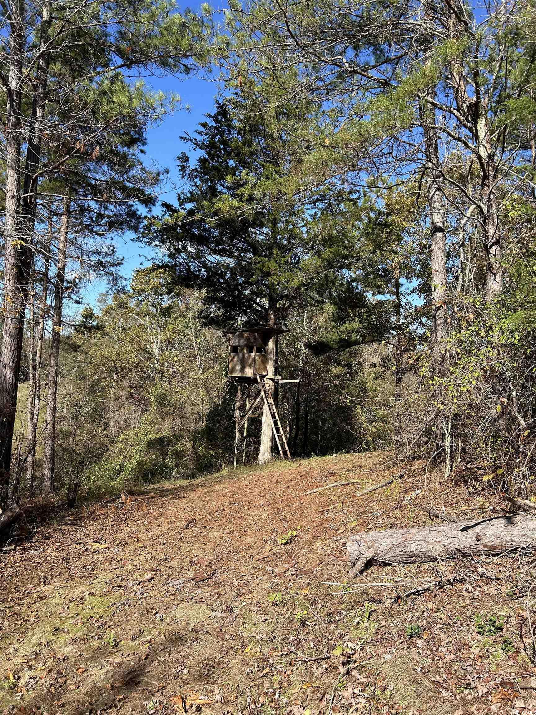Tbd River Fork Road Waterloo, SC 29384 - Photo 29 of 30 View of yard