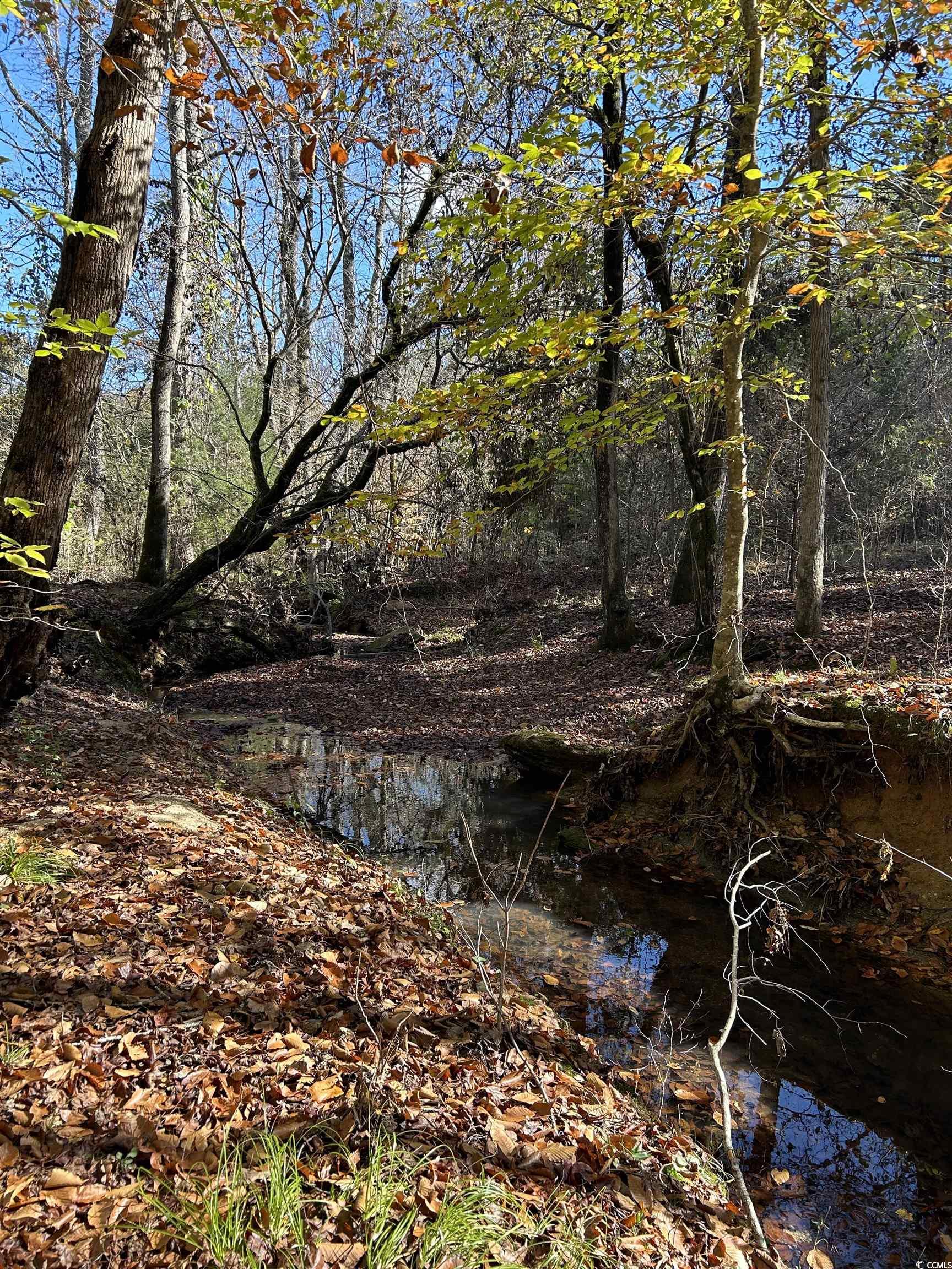 Tbd River Fork Road Waterloo, SC 29384 - Photo 5 of 30 View of nature
