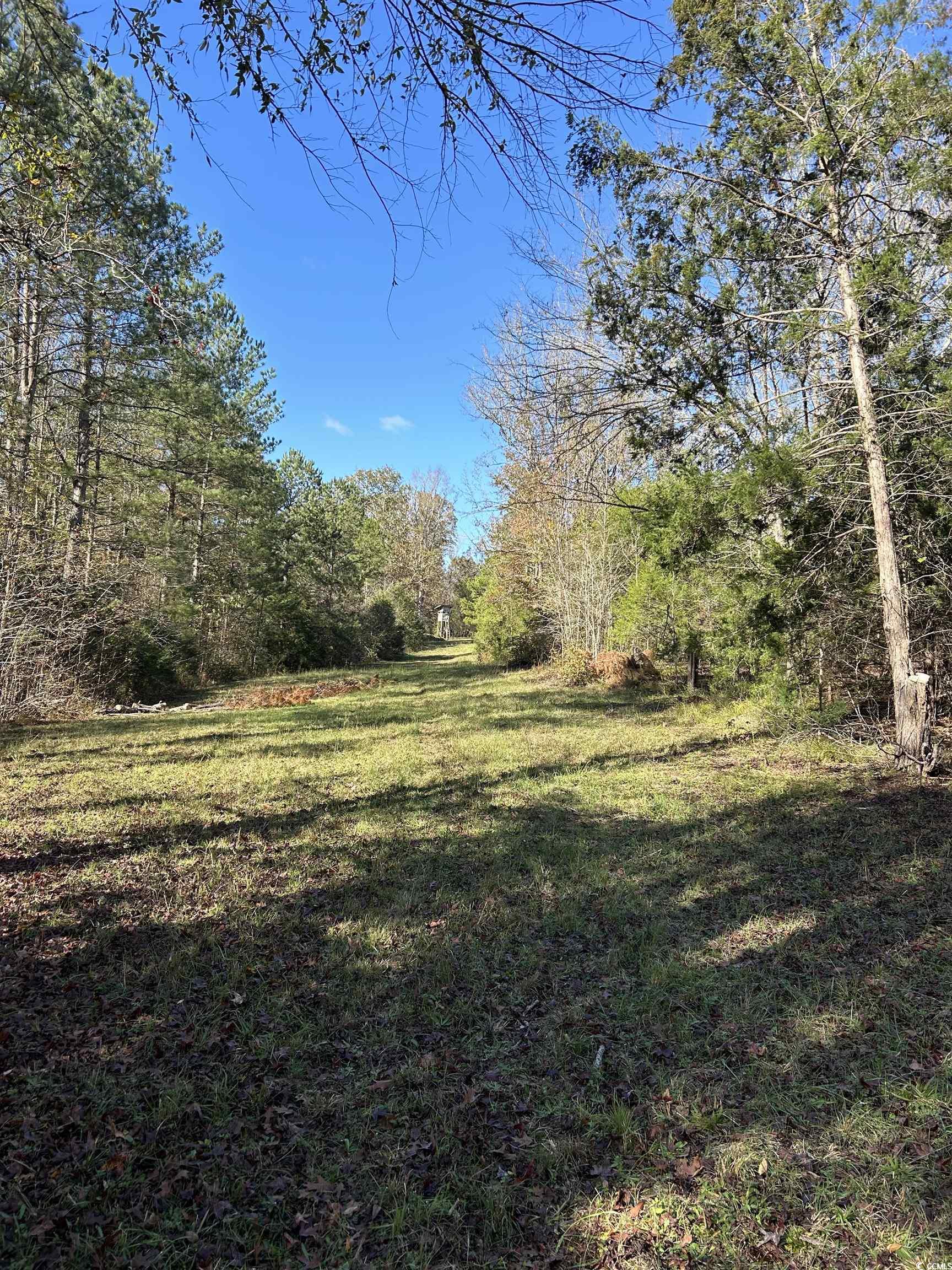 Tbd River Fork Road Waterloo, SC 29384 - Photo 7 of 30 View of grassy yard featuring a wooded view