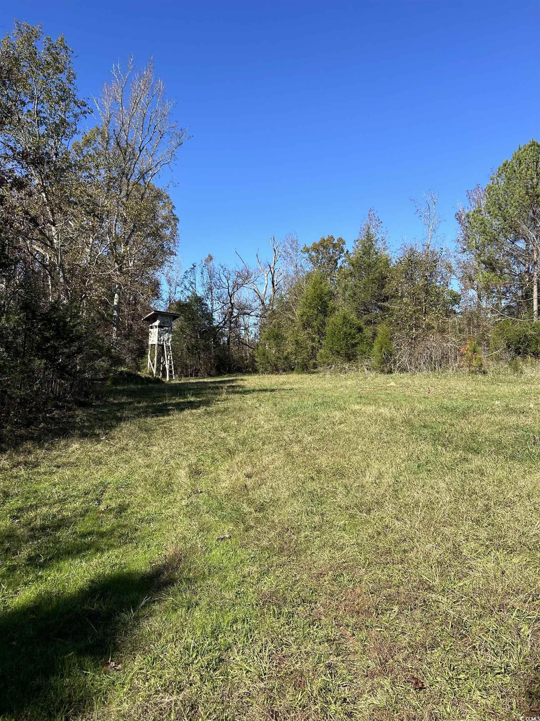Tbd River Fork Road Waterloo, SC 29384 - Photo 8 of 30 View of green lawn