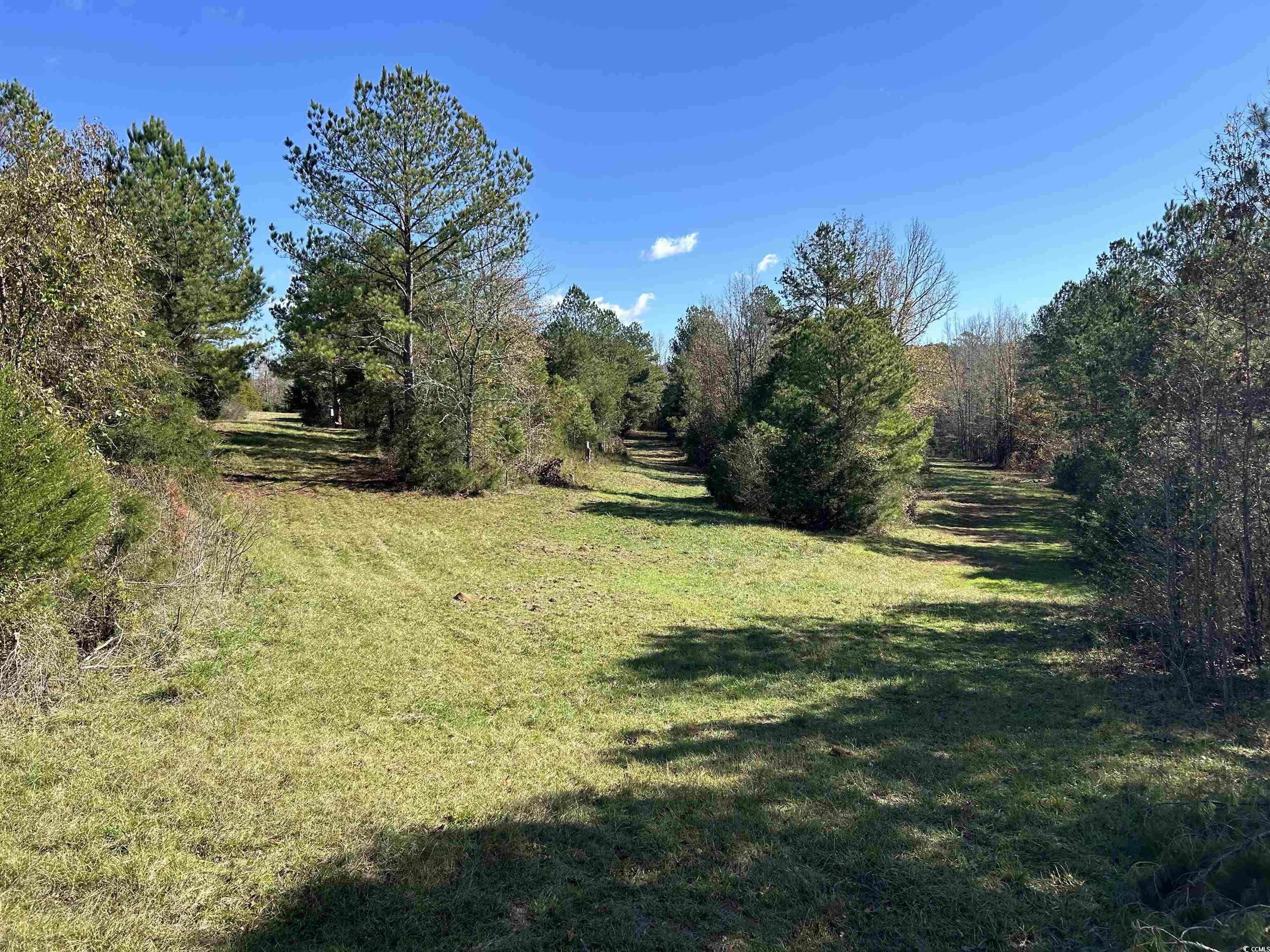 Tbd River Fork Road Waterloo, SC 29384 - Photo 10 of 30 View of grassy yard