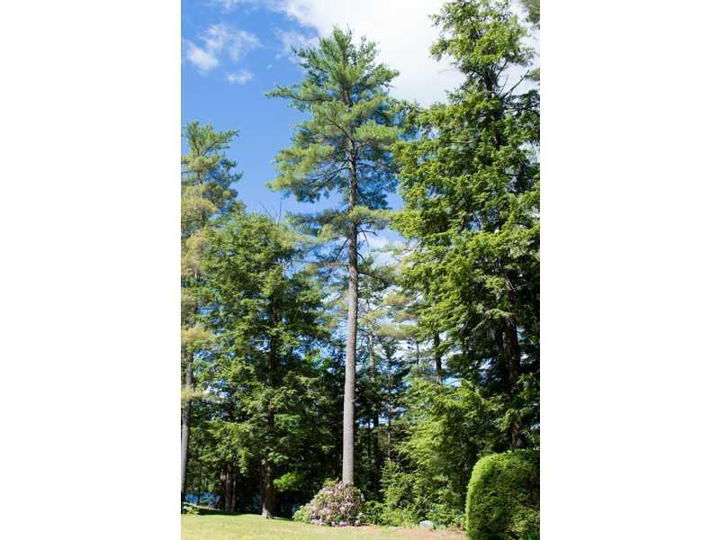 100 Fire Rd V-3 Mount Vernon, ME 04352 - Photo 27 of 33 Land/Lot. 200 year old pines provide...
