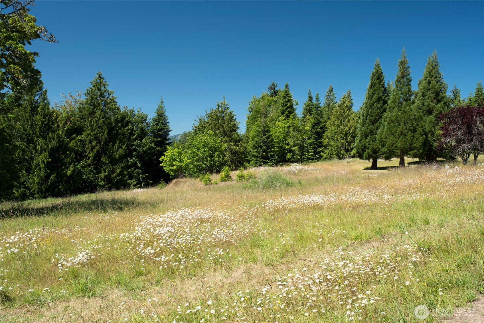 1048 Peters Road Port Angeles, WA 98363 - Photo 17 of 25 a view of a yard with a tree