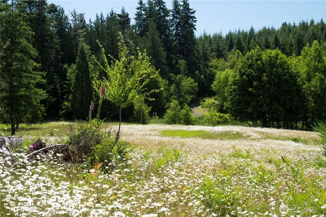 a view of a yard with a tree