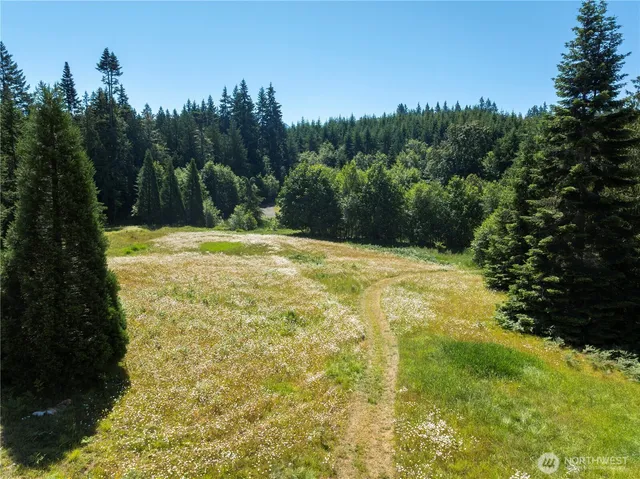 a view of a yard with a tree