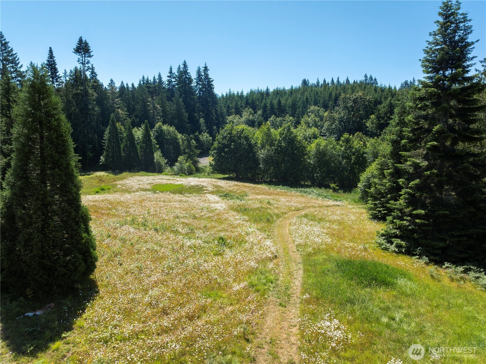 1048 Peters Road Port Angeles, WA 98363 - Photo 10 of 25 a view of a yard with a tree