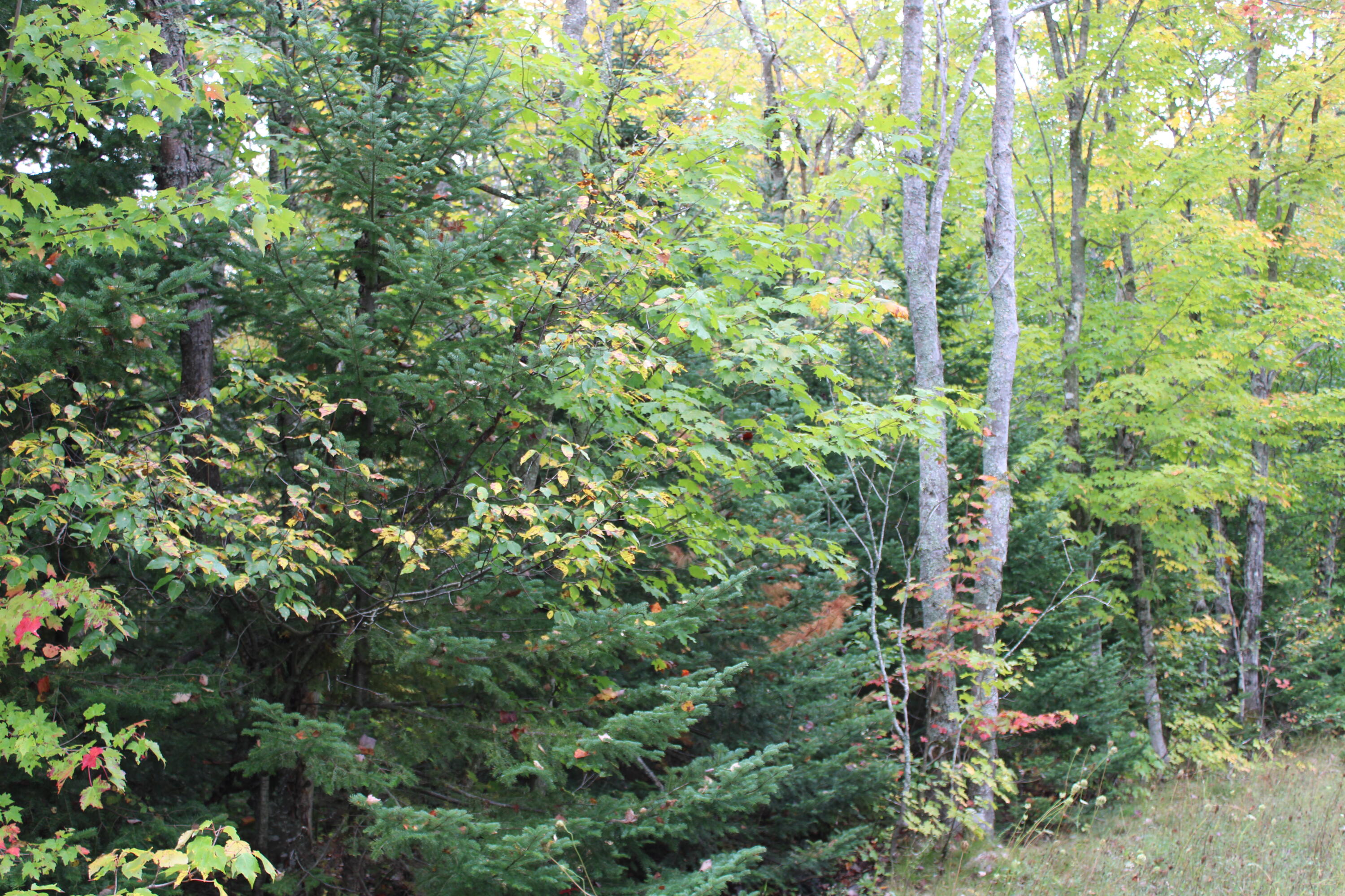 0 County Rd H-58 Seney, MI 49883 - Photo 10 of 13 Gallery Image 10