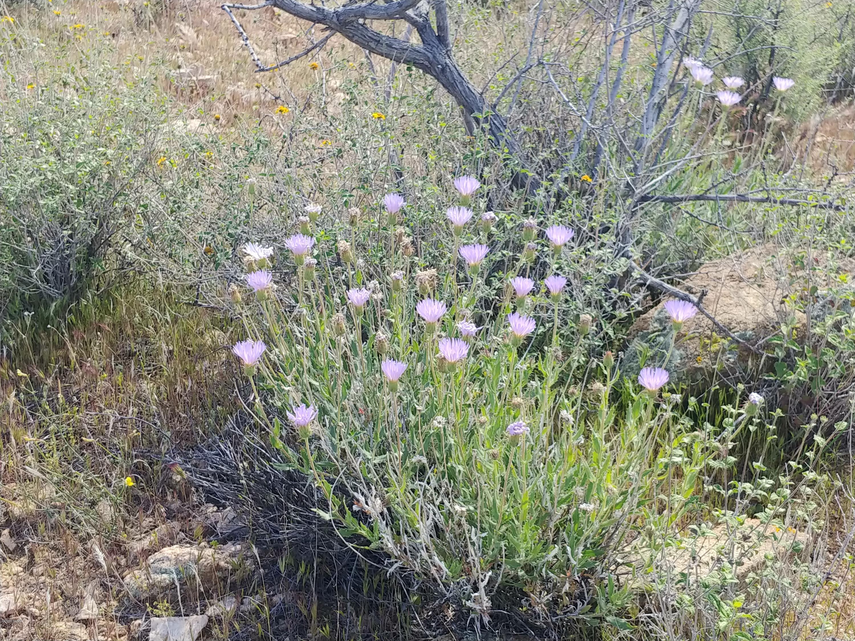 101 South Gunsmoke Road Yucca, AZ 86438 - Photo 38 of 67 Wild Flowers