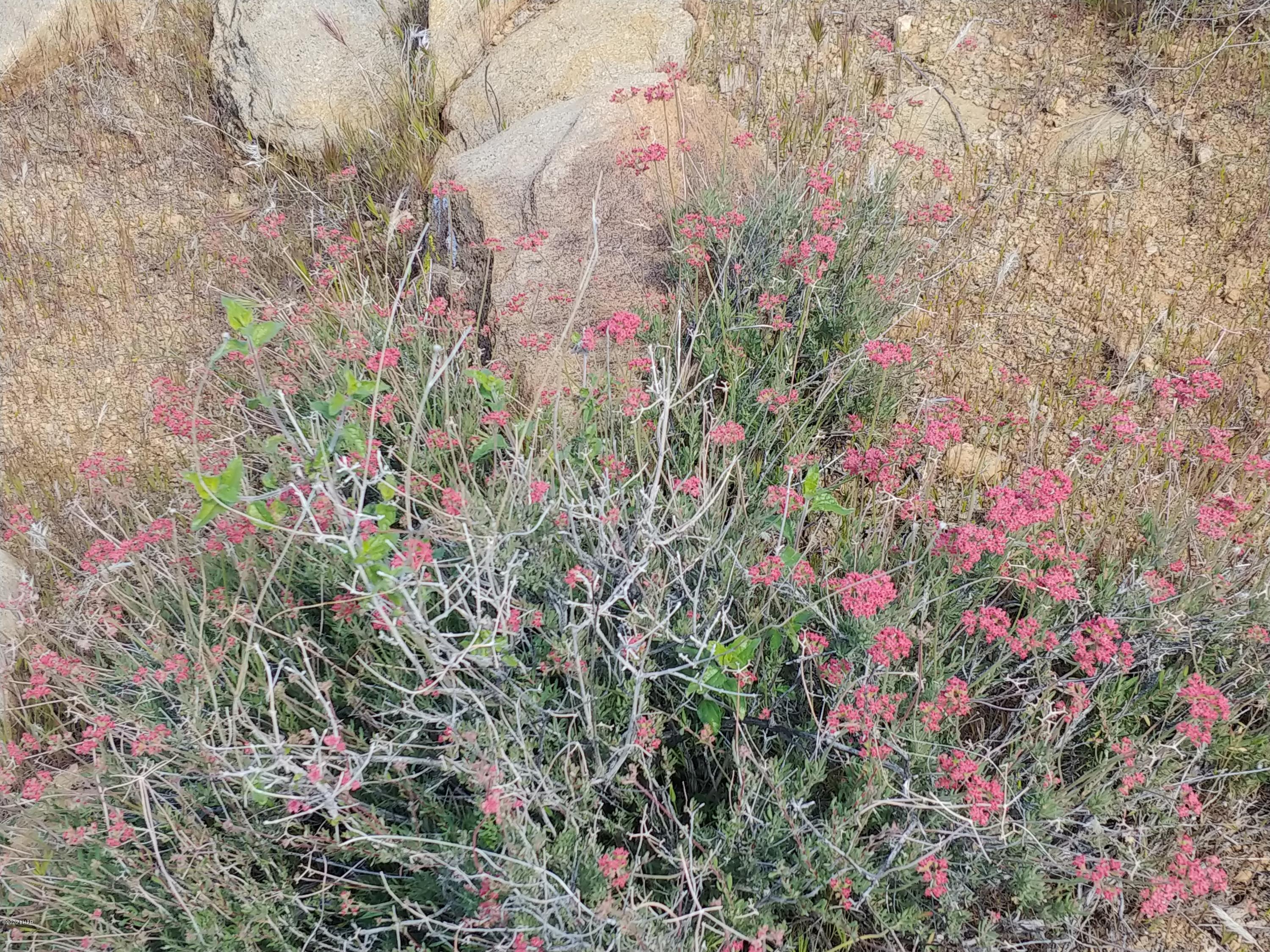101 South Gunsmoke Road Yucca, AZ 86438 - Photo 54 of 67 Desert Flora