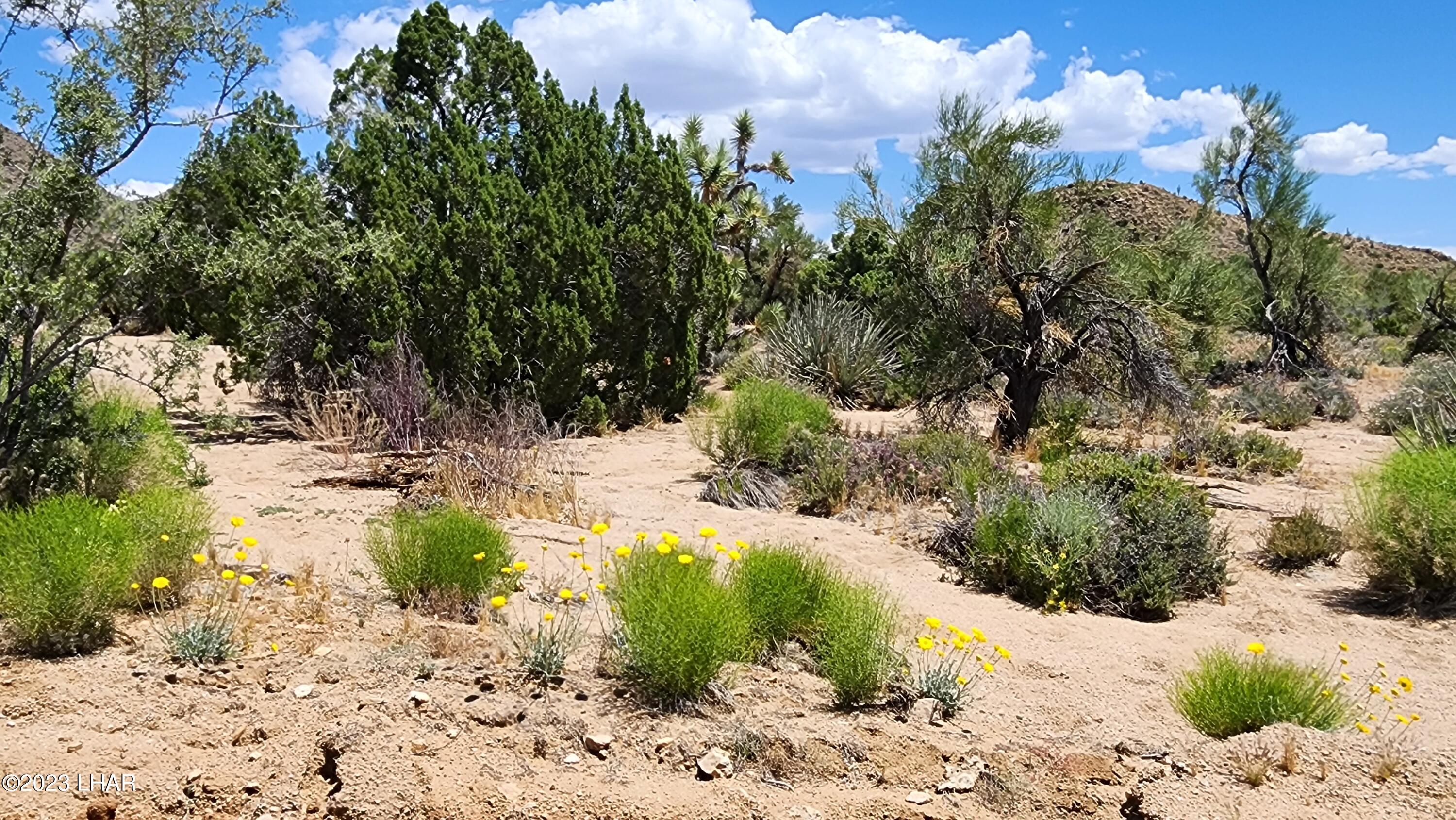 101 South Gunsmoke Road Yucca, AZ 86438 - Photo 64 of 67 20230513_124446