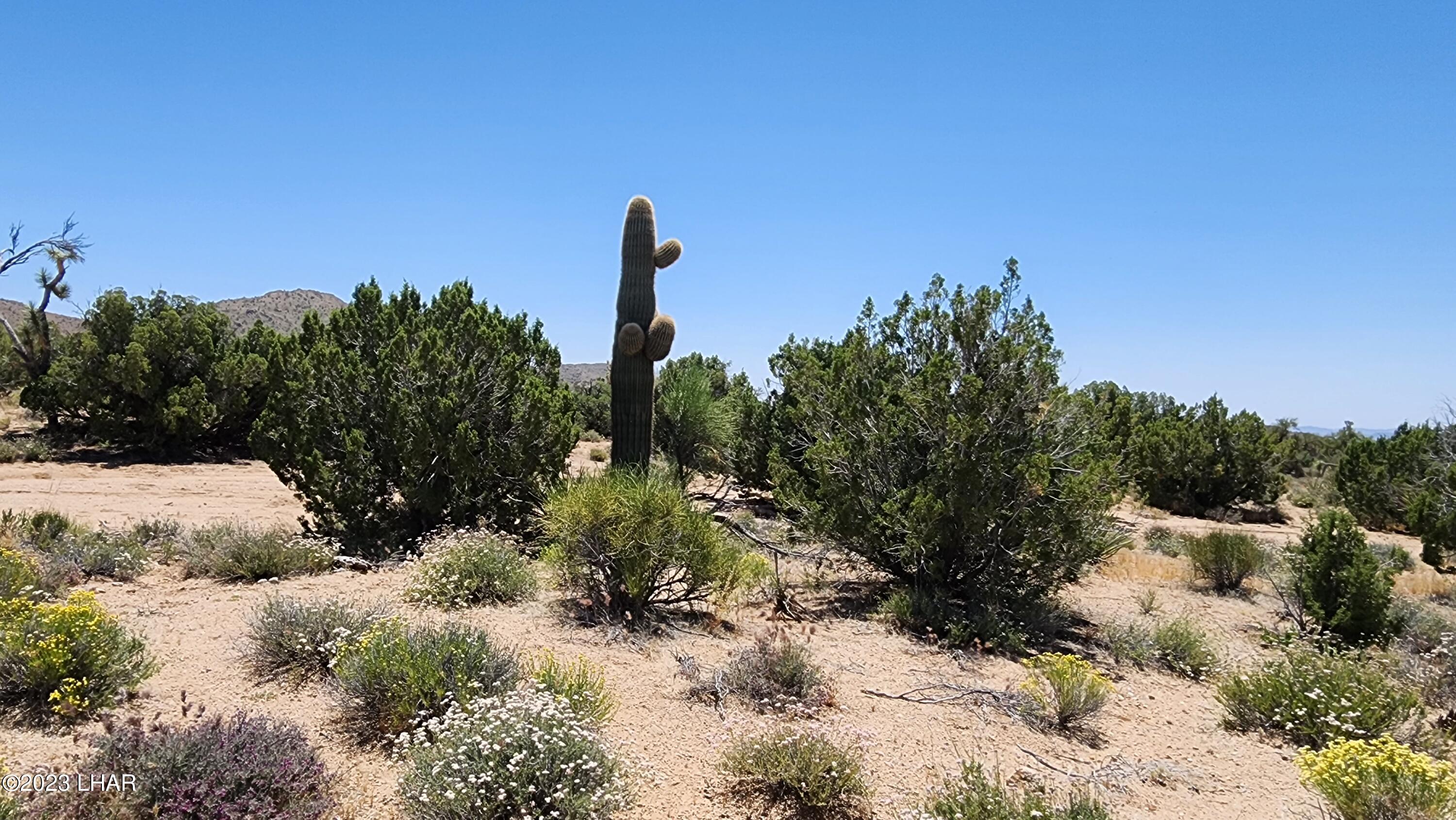101 South Gunsmoke Road Yucca, AZ 86438 - Photo 8 of 67 20230513_122918