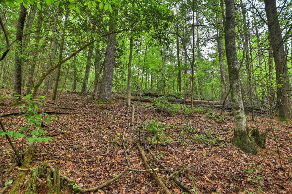 300 River Road Cherry Log, GA 30522 - Photo 84 of 119 a view of a forest with trees in the background