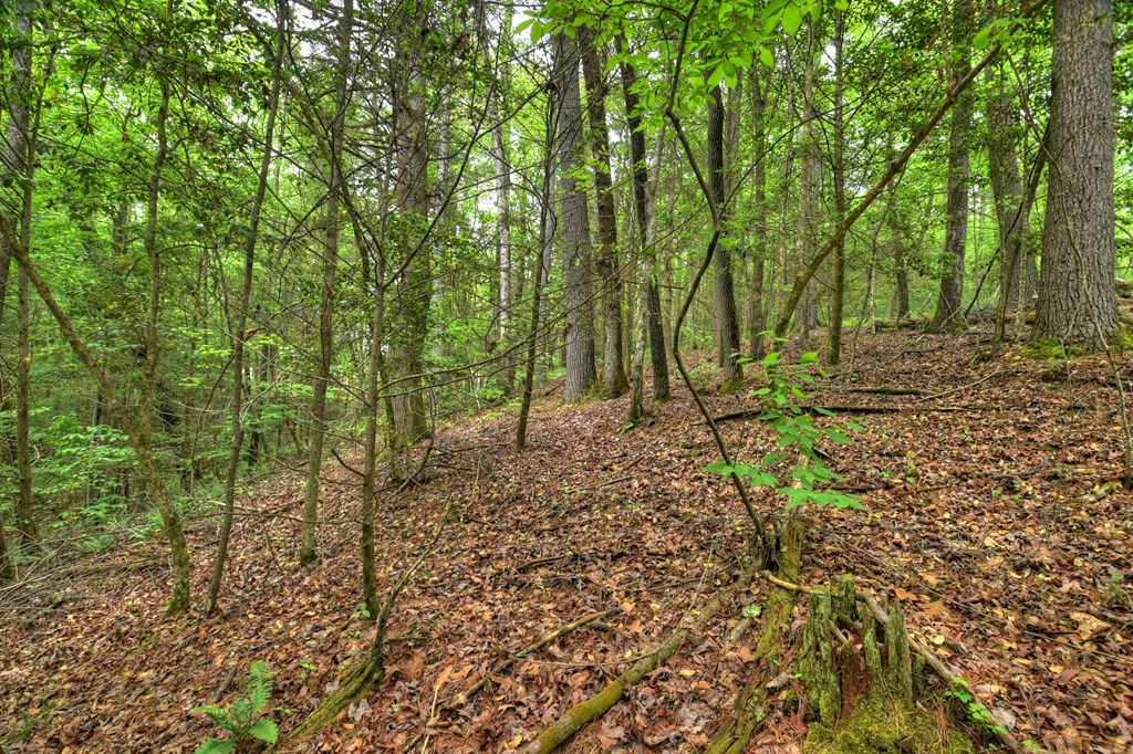 300 River Road Cherry Log, GA 30522 - Photo 85 of 119 a green field with lots of trees