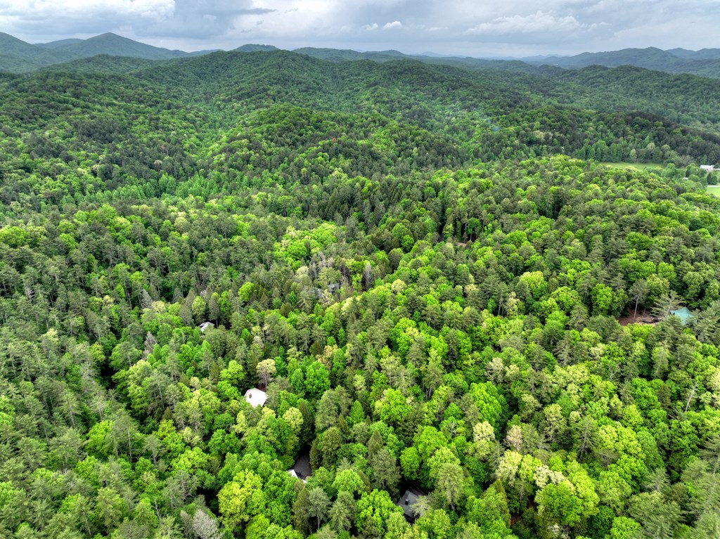 300 River Road Cherry Log, GA 30522 - Photo 89 of 119 a view of a big yard with plants and a mountain view