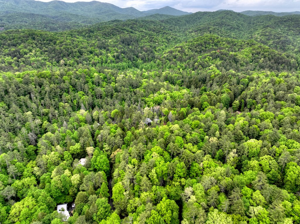 300 River Road Cherry Log, GA 30522 - Photo 91 of 119 a view of a lush green field with lots of bushes