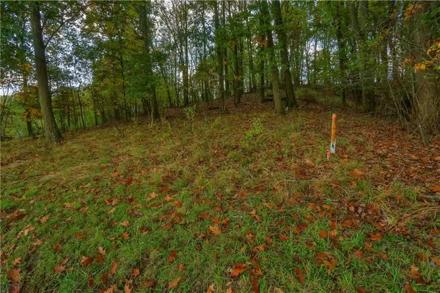 a view of a forest with trees