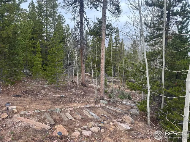 a view of a forest with trees