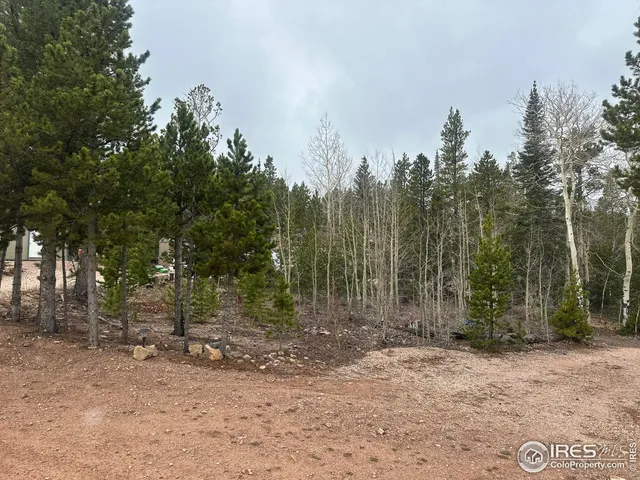 a view of a forest with trees in the background
