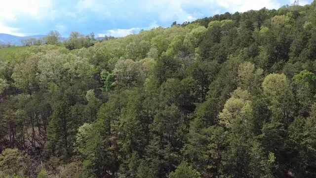 a view of a forest with trees all around